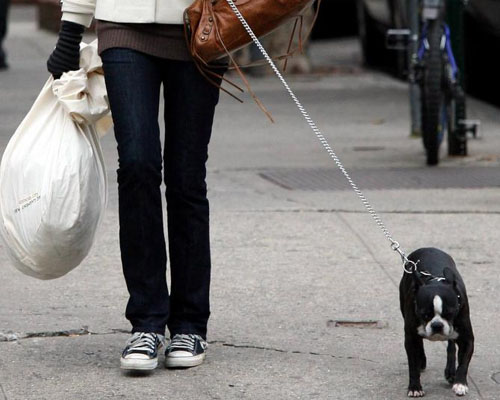 Pasear con mascota por Nueva York